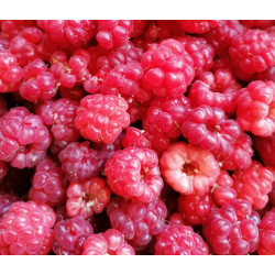 Raspberries, Frozen 250g