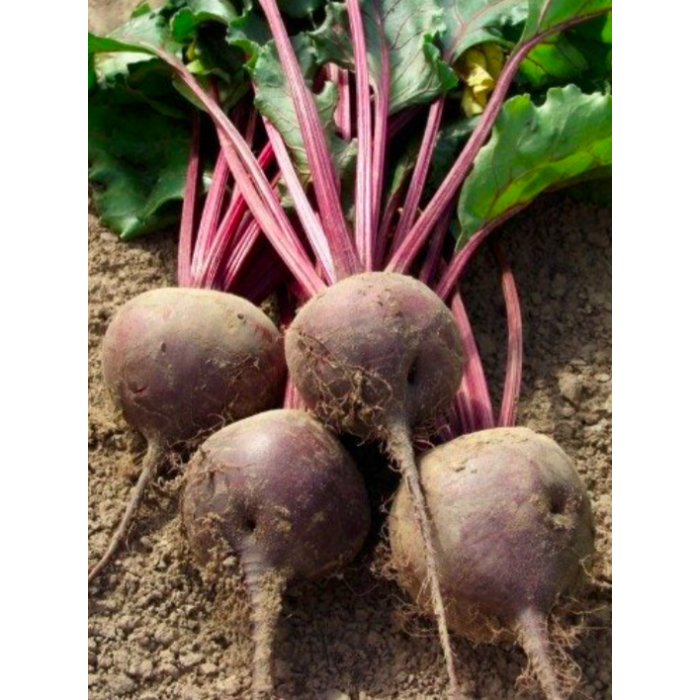 Organic Box - Beetroot, ±1kg