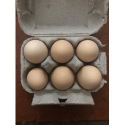 Eggs, Free Range (1/2 Dozen)