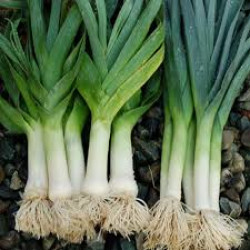 Leeks, Bunch of 2-4