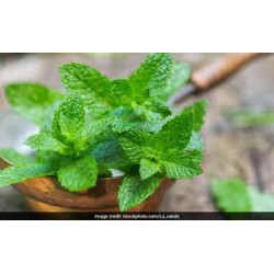 Herbs, Mint - Fresh 80g